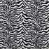 ����� Zebra Albino