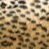 ����� Zoo Bars