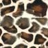 ����� Zoo Gepard