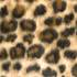 ����� Zoo Leopard