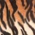 Ткань Zoo Tiger
