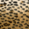 Zoo - ������������� ���